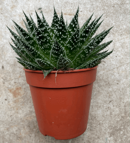 Aloe aristata &