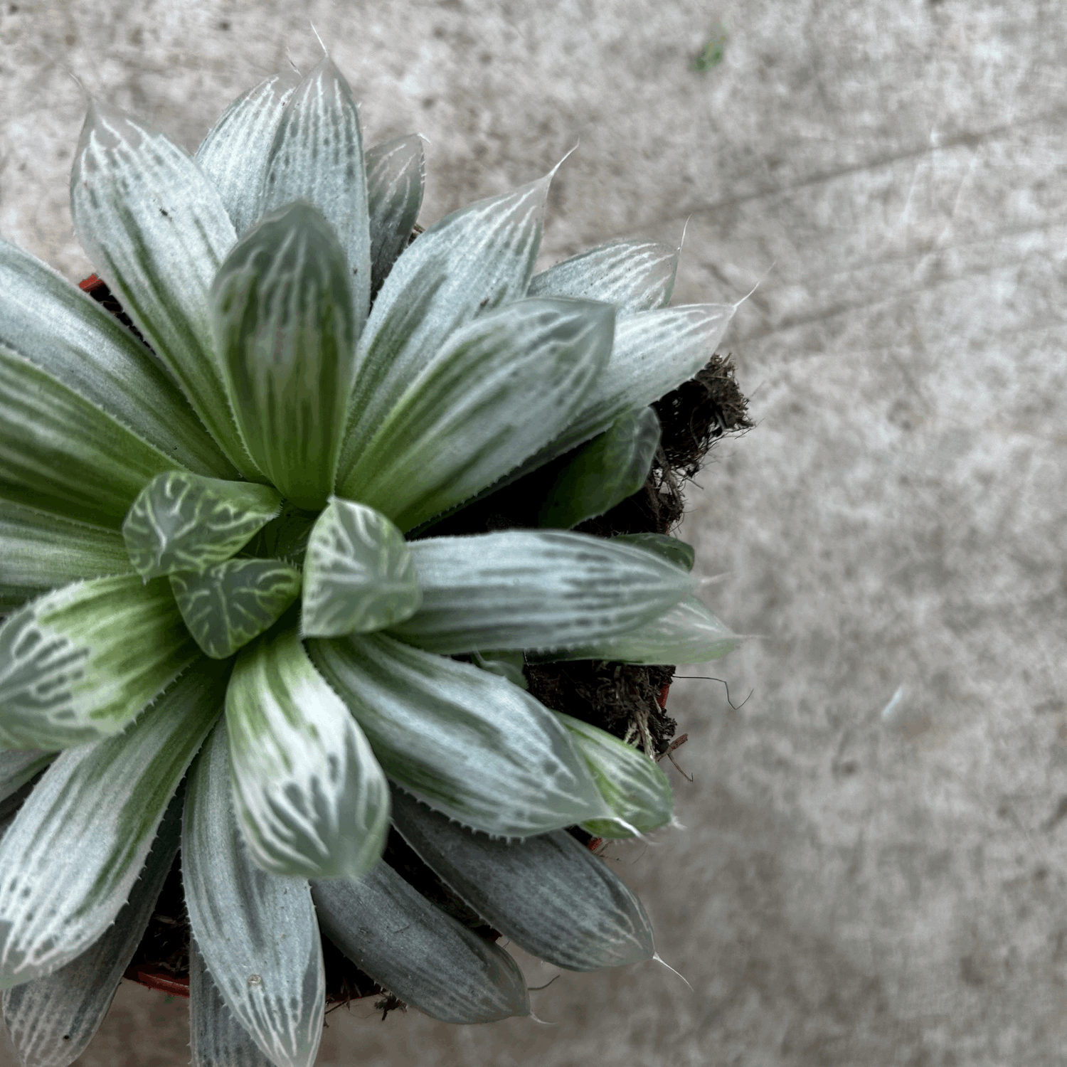 Haworthia cymbiformis &