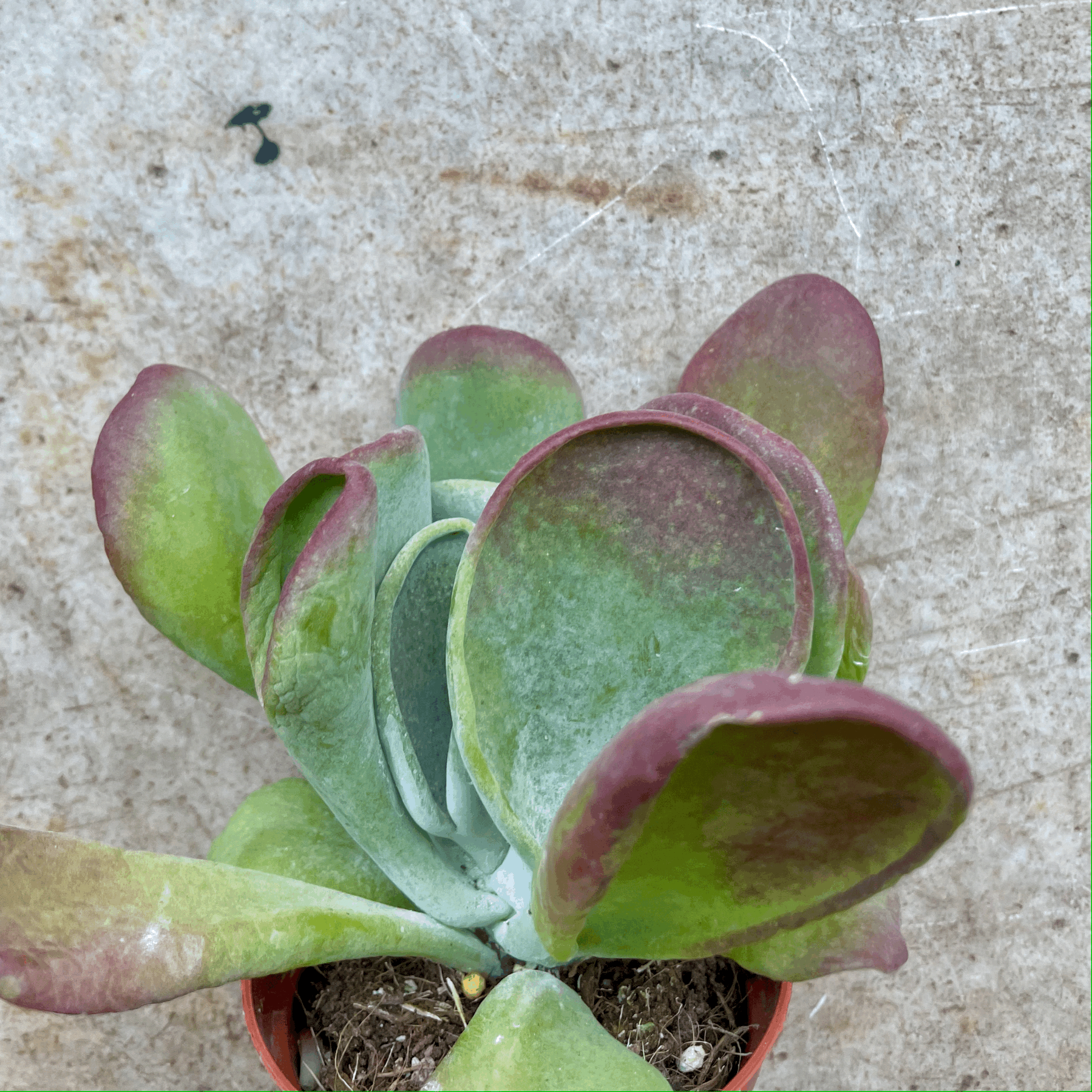 Kalanchoe luciae &