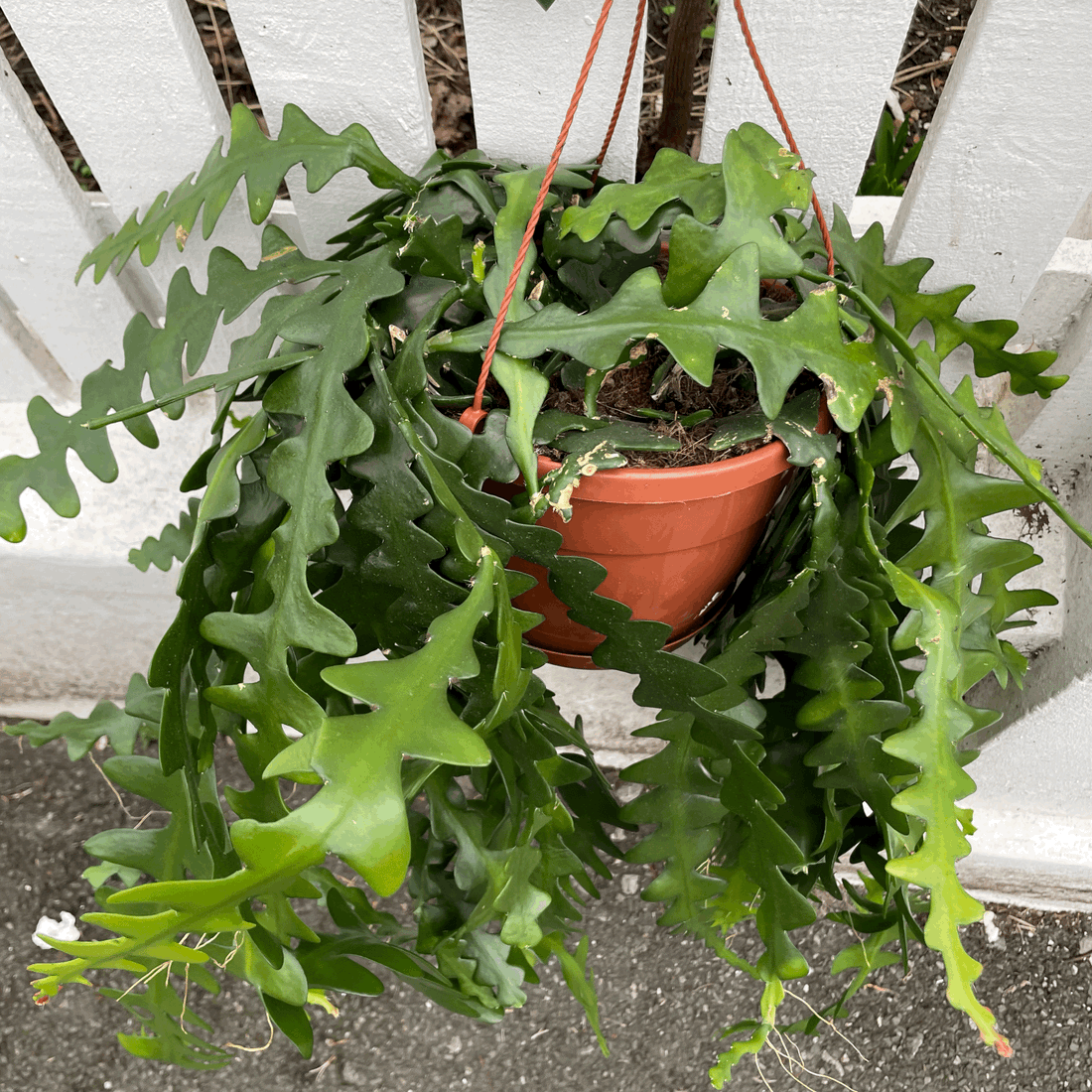 Selenicereus anthonyanus (Fishbone Cactus)- in hanging pot