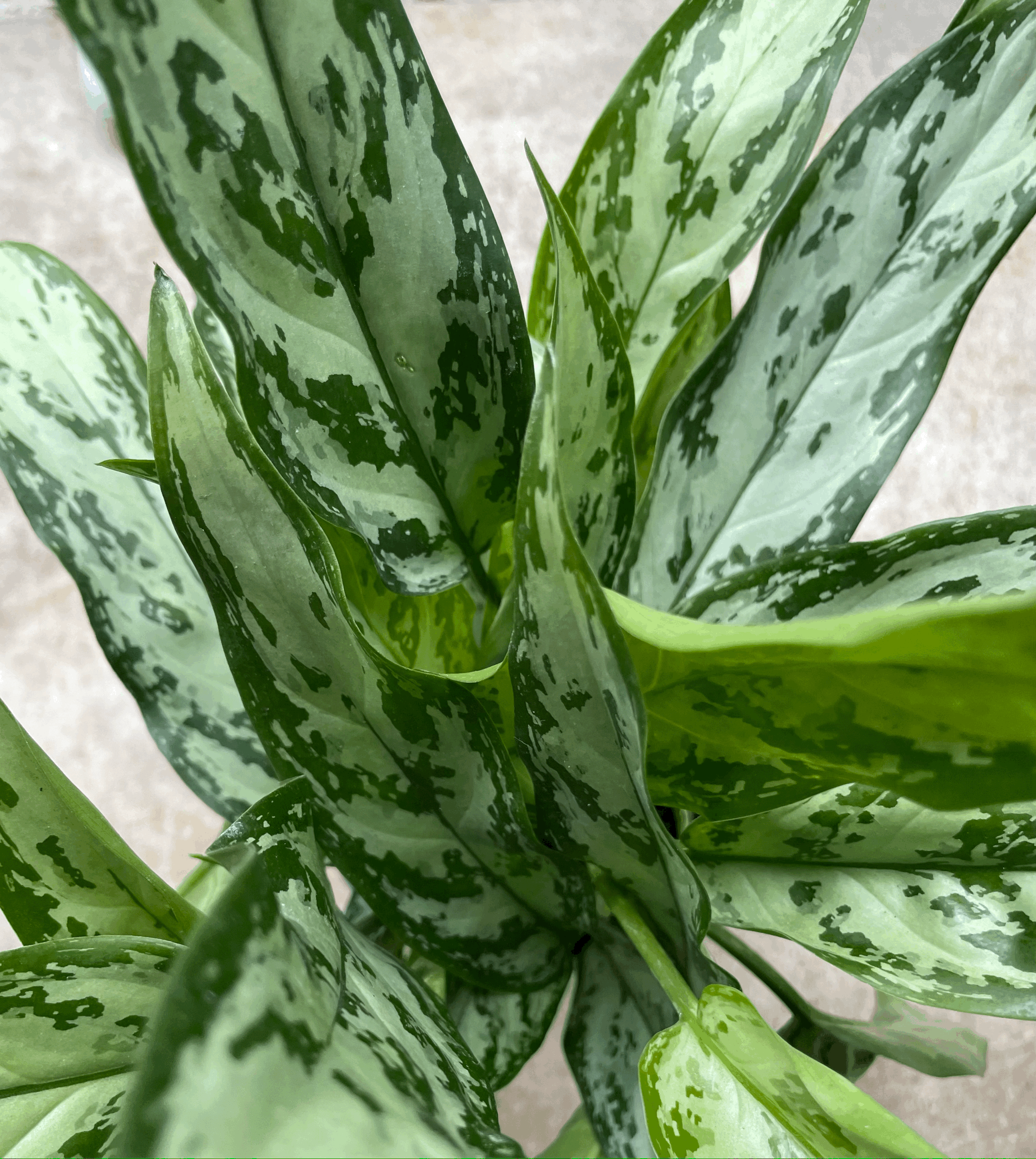 Aglaonema commutatum &